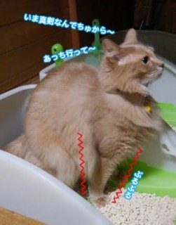 【せっかく人間なんだから】